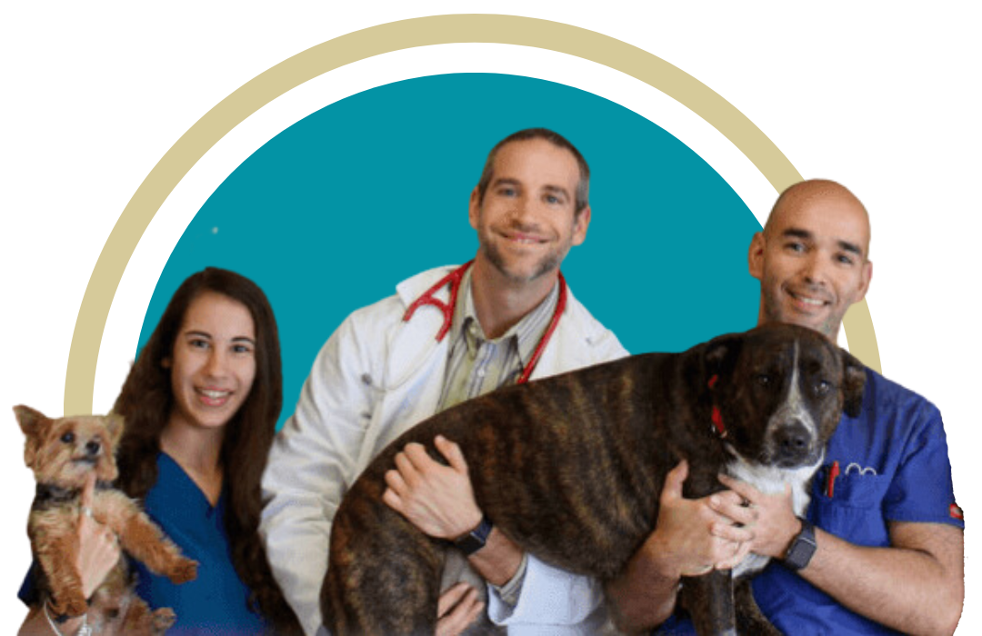 Best Veterinary Hospital In Boca Raton, FL | Healthy Pets