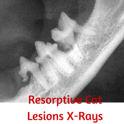 Resorptive Cat Lesions X-Ray