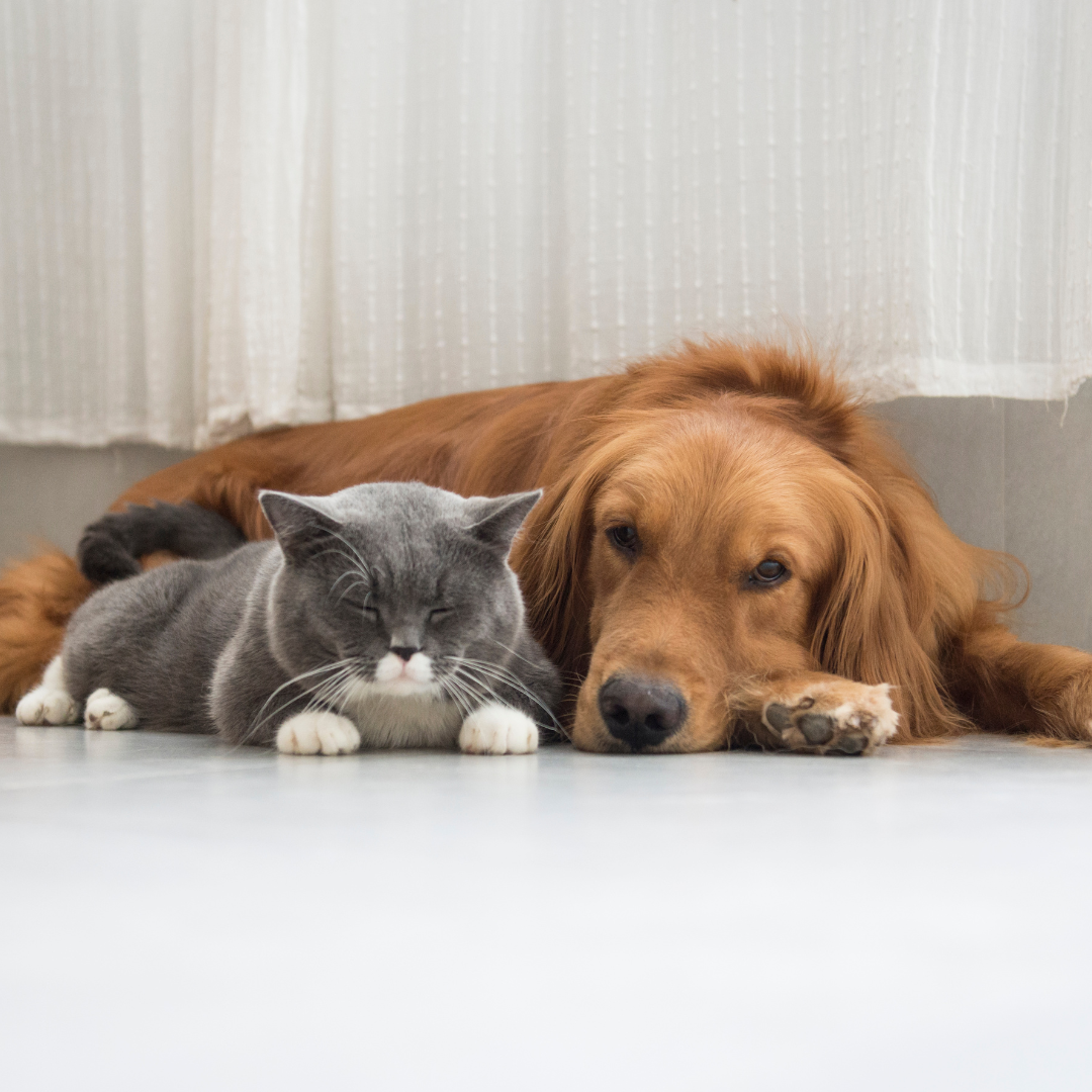 dog and cat lying on the floor