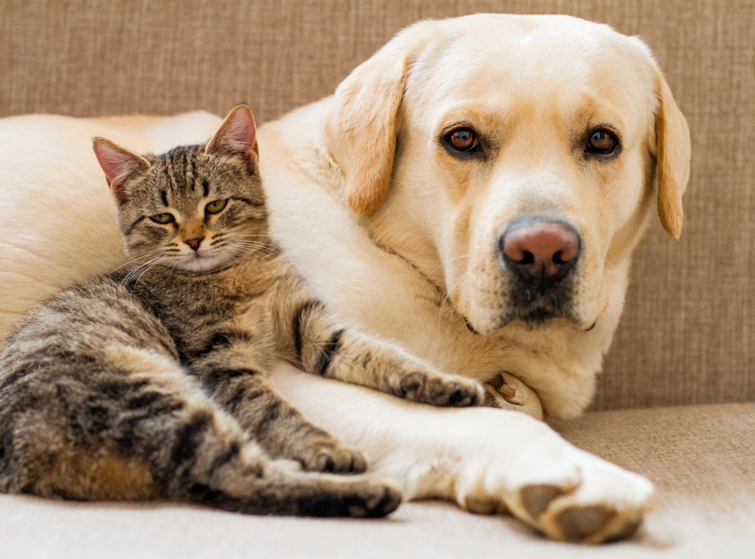 cat and dog resting
