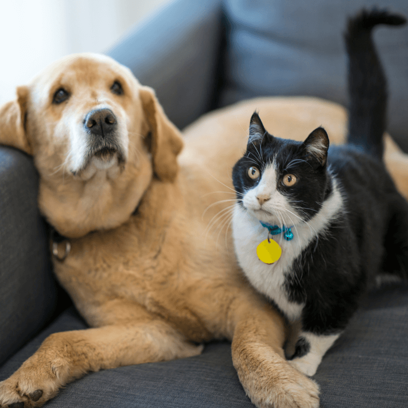 Dog and cat lying on a sofa