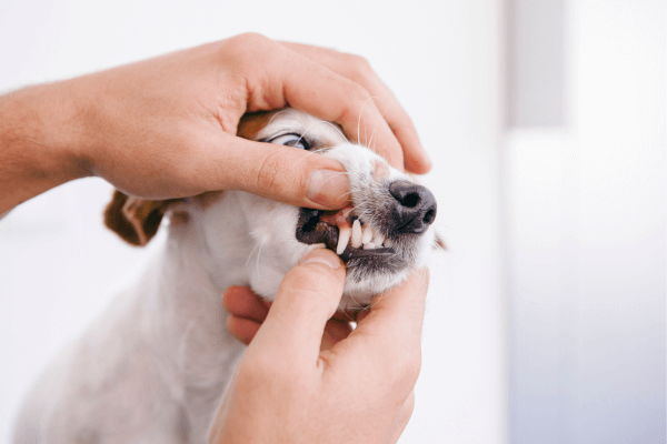 Dog's dental checkup by vet