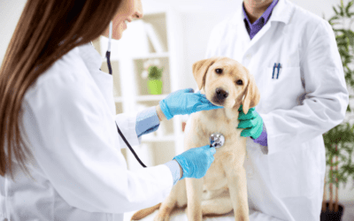 Some Veterinary Wisdom To Protect Your Furry Friends Against Fleas