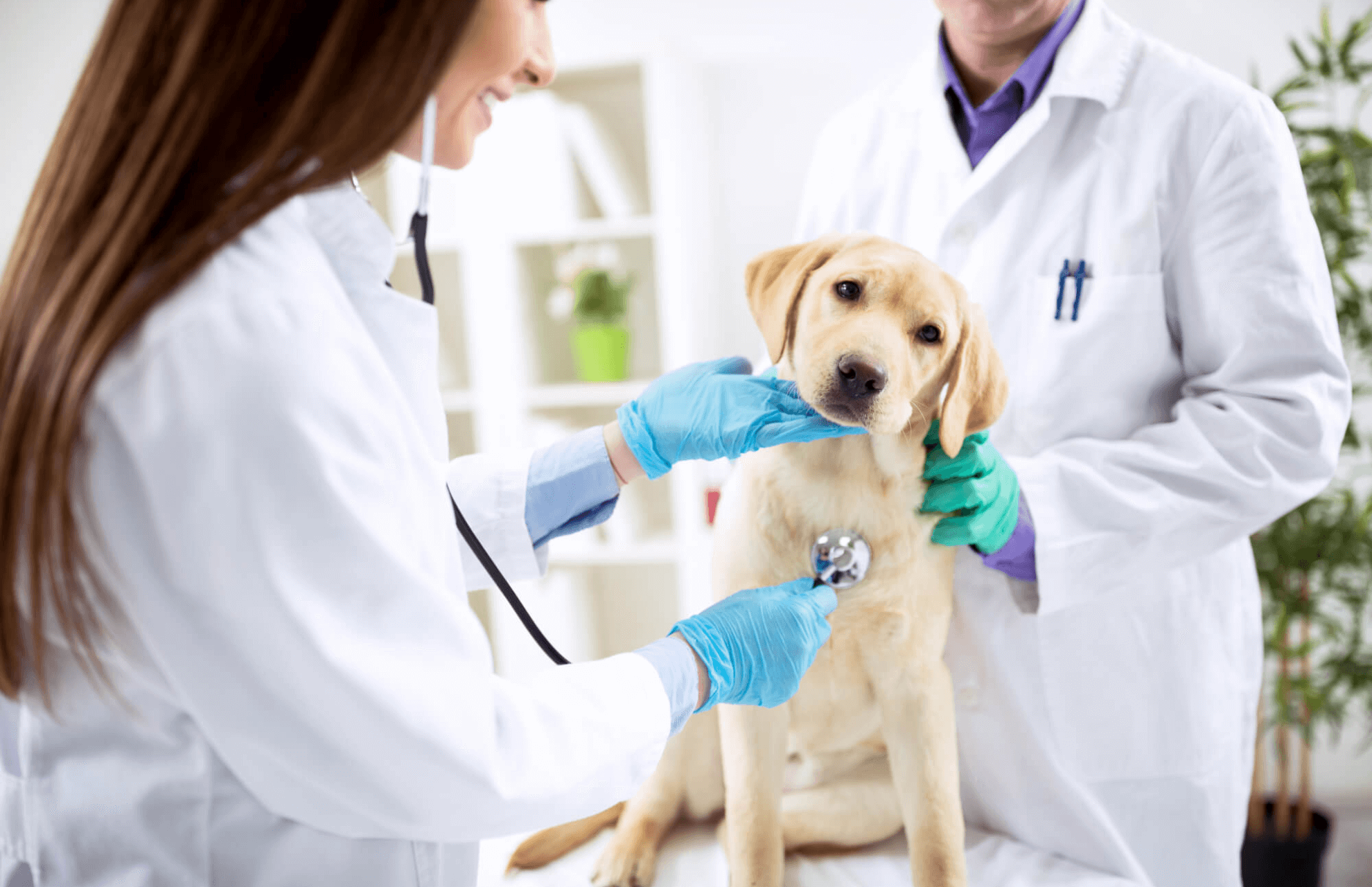Dog being examined by vets