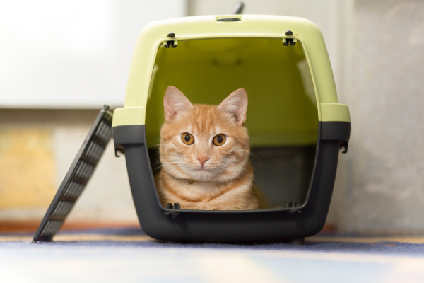 Cat in carrier