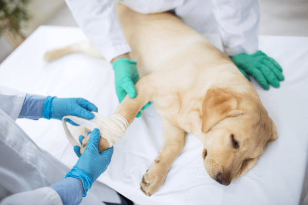 A dog with a bandaged paw examined by vets