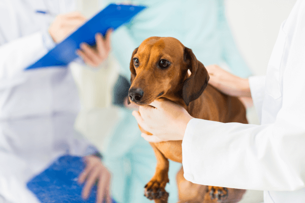 Brown dog examined by vets