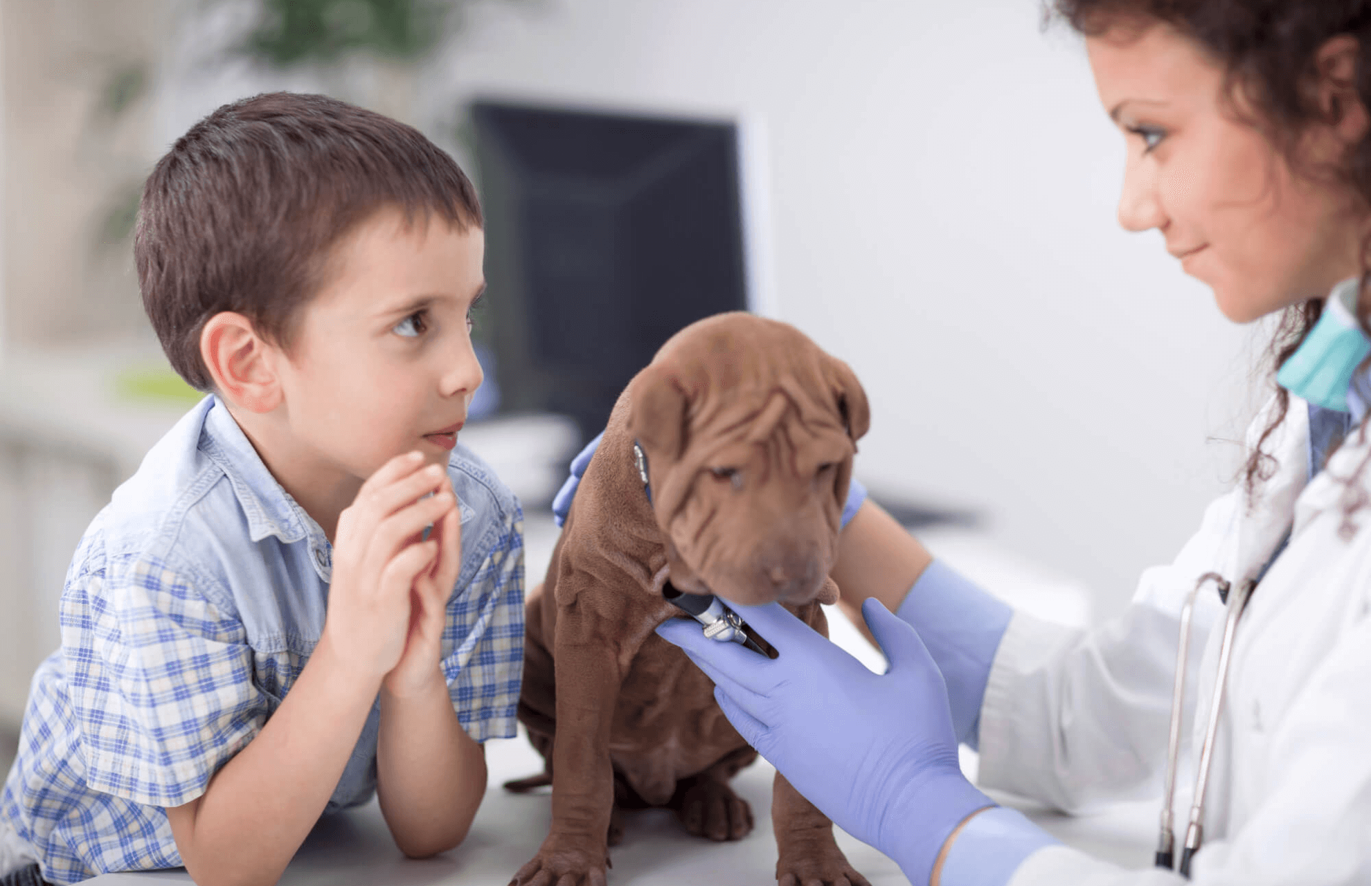 Doctor examining pet dog