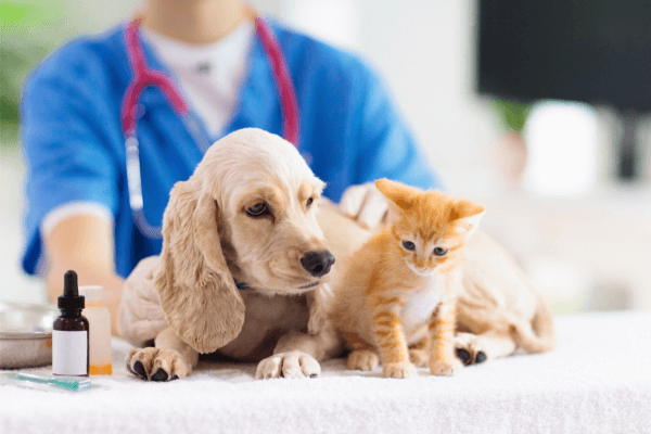 Puppy and kitten on doctors table