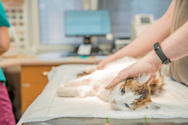 Vet preparing cat for surgery