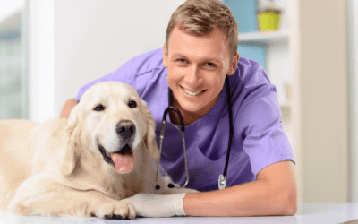 The Importance Of Taking Your Furry Companion For A Yearly Checkup