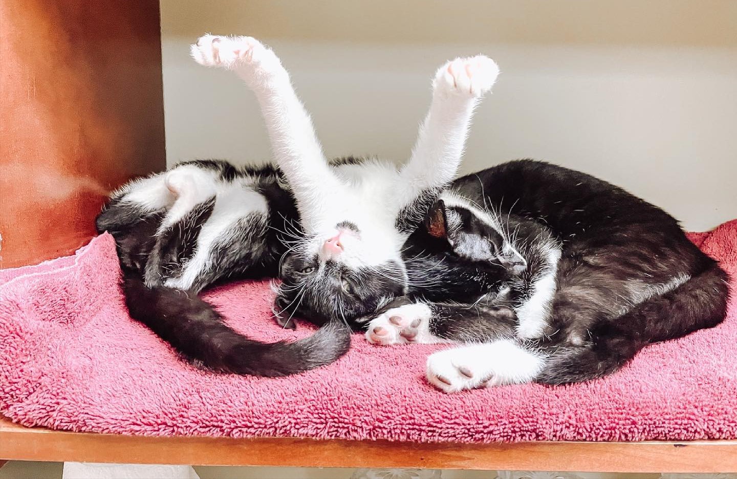 cat stretching on blanket