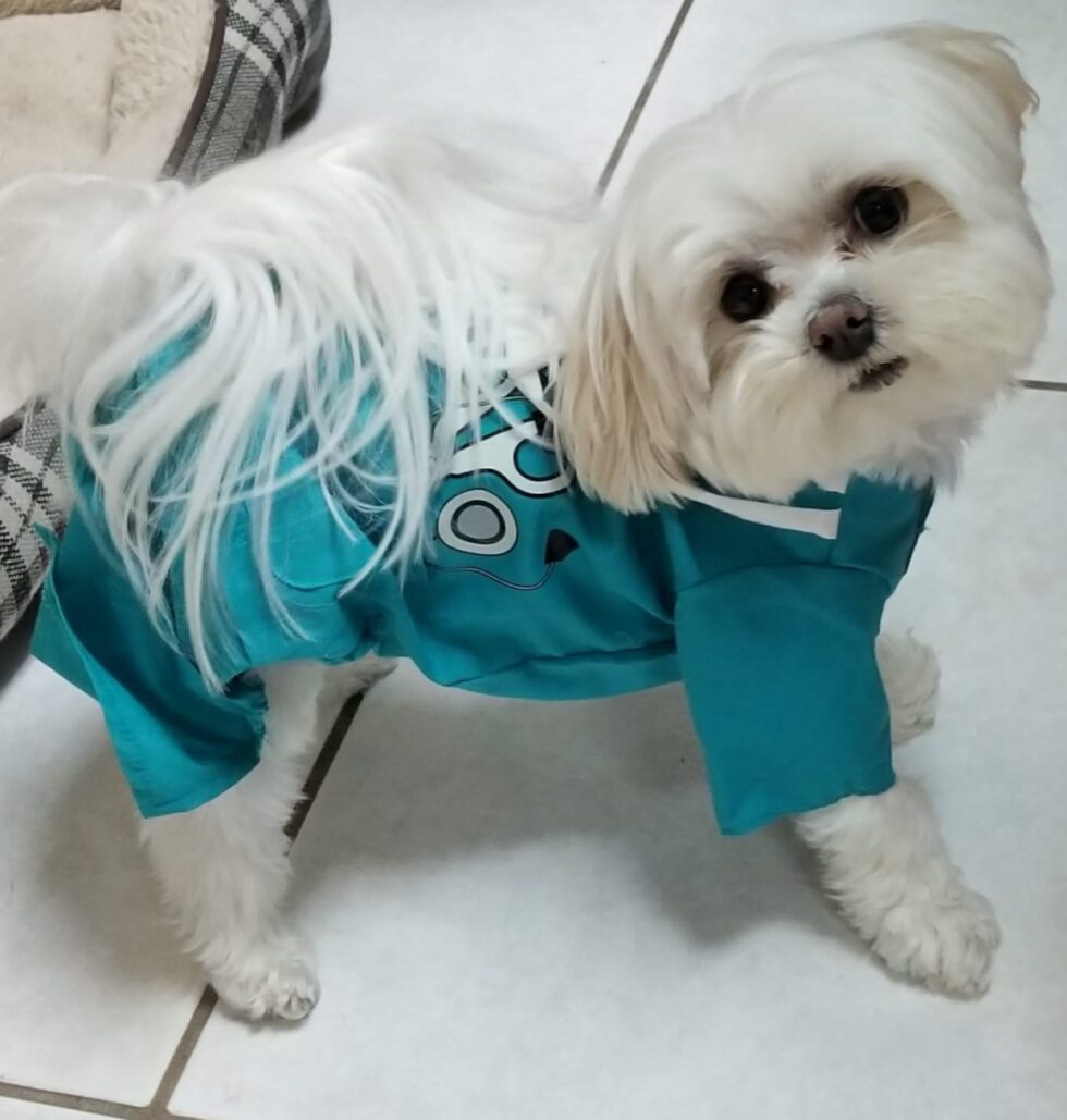 Pet Boarding In Boca Raton, FL 33487 Healthy Pets Boca North