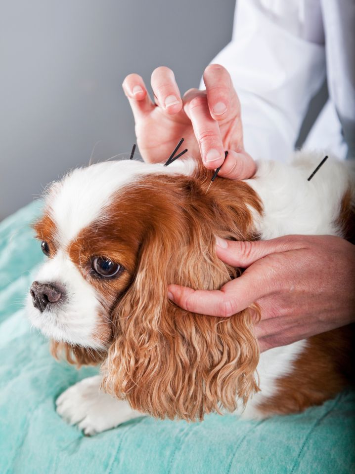 A dog receiving acupuncture treatment